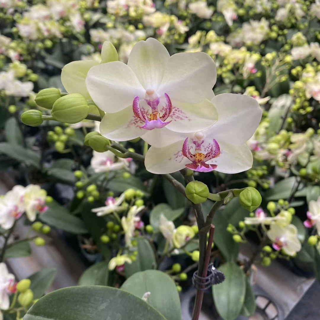 【开花株】室内花卉蝴蝶兰紫蝶、绿熊2.8寸