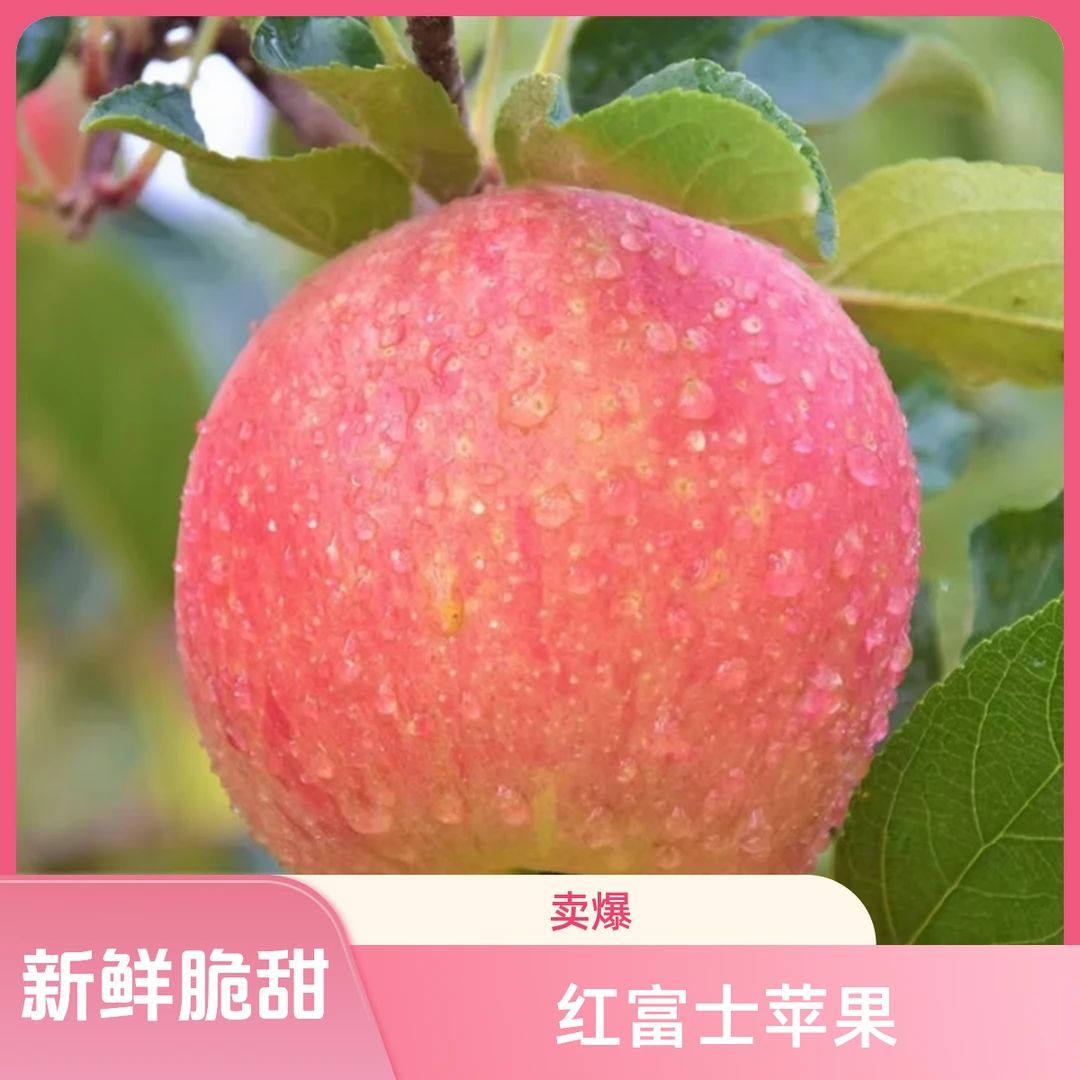 热销凌源前进雹神庙红富士苹果新鲜下树坏果包赔甜脆可口包邮