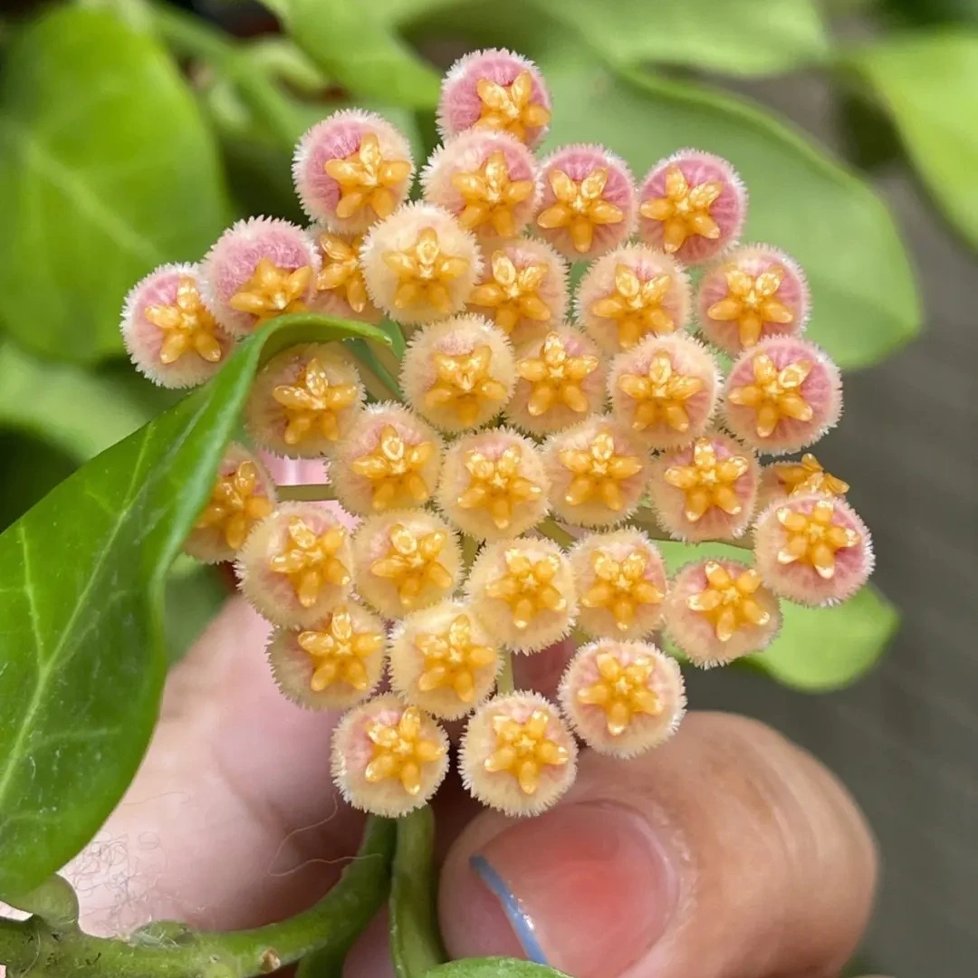 日出球兰叶片圆润厚实脉络清晰秋冬可变色开花清香怡人