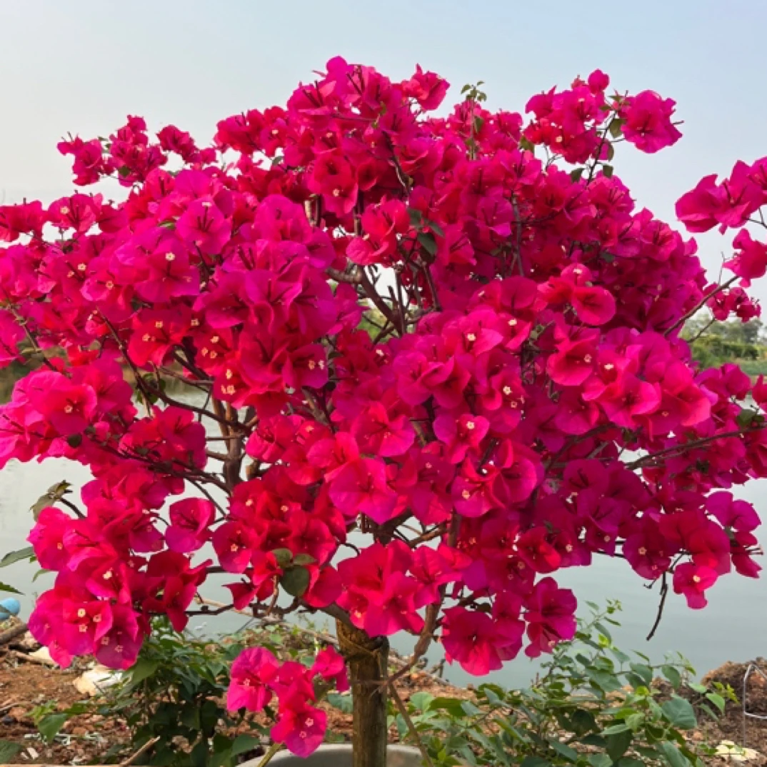 2号链接 一物一拍 三角梅老桩生桩盆景室内阳台绿植花卉 勤花