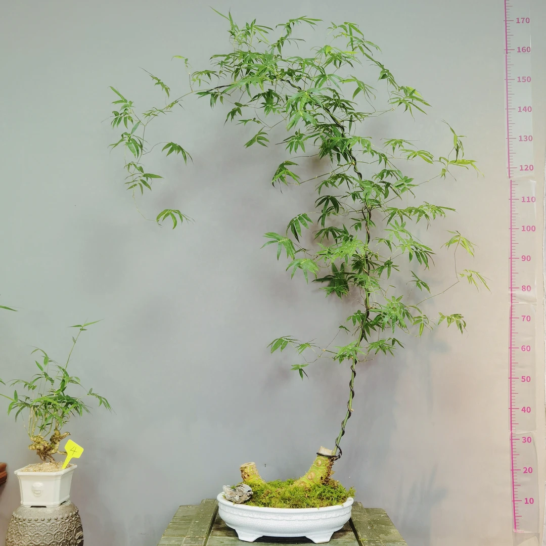 双飘老桩勒竹（一物一拍）链接