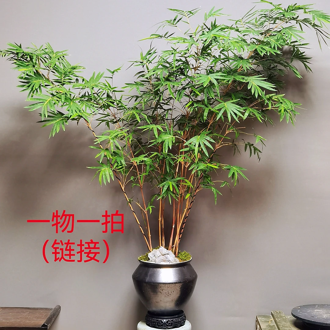 佰欣园 精选竹子盆景（一物一拍）1号链接