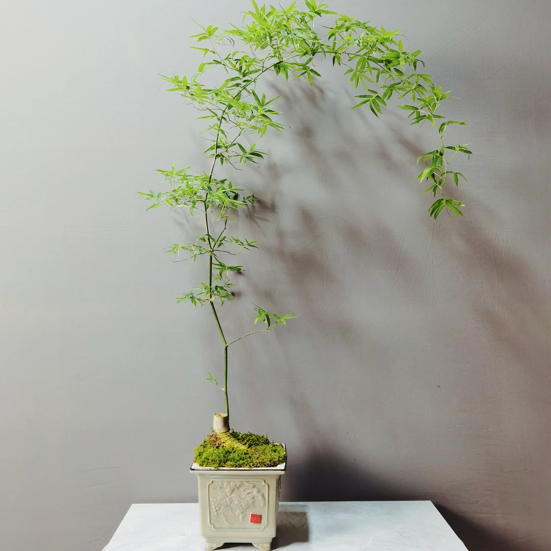 单飘老桩勒竹室内好养(一物一拍)