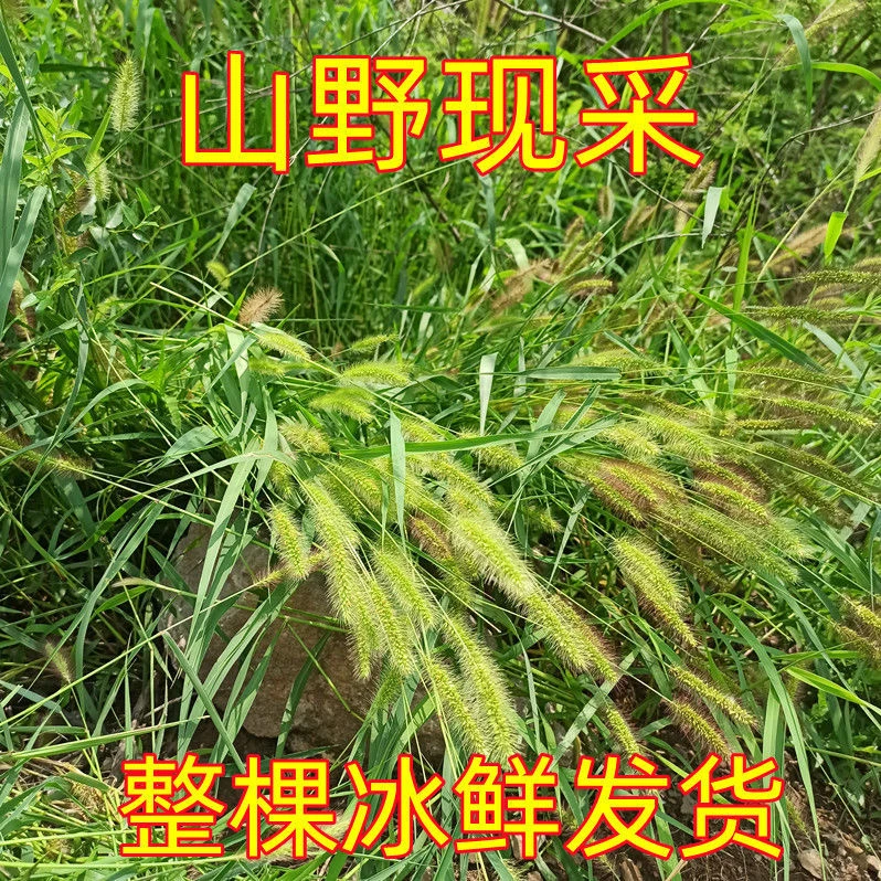 农家妈妈现摘现发新鲜100棵狗尾巴草野生编织九尾草阿罗汉草凤尾