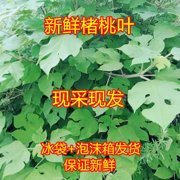 【京东冷链】农家妈妈现摘现发1斤褚桃叶干货品构树叶桃树叶野生