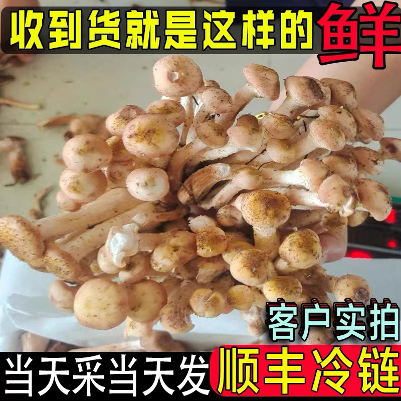 新鲜野生榛蘑鲜货东北特产现采现卖食用菌菇顺丰空运精品鲜蘑菇丁