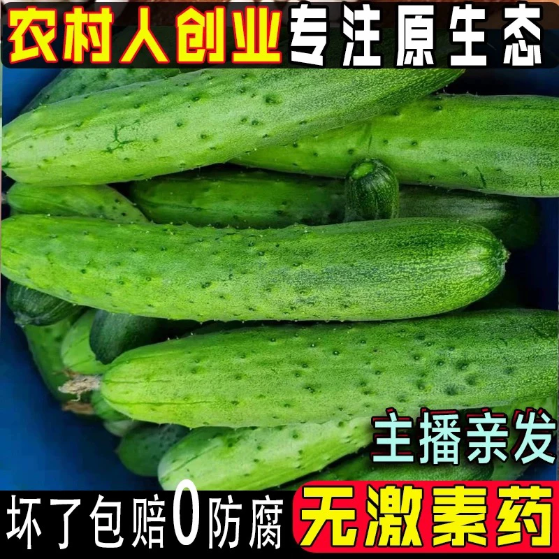 【坏了包赔】新鲜东北旱黄瓜应季蔬菜东北农家自种无激素药老品种甜