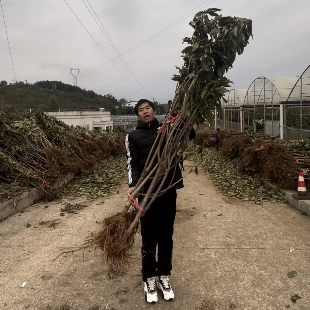 珊瑚香槟车厘子树苗送送送粉丝福利【福利产品不包活】介意勿拍