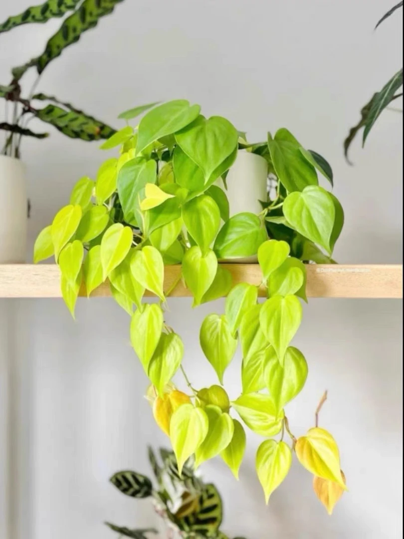 柠檬蔓绿绒汁philodendron scanden热带阳台绿植物盆栽黄金绿萝