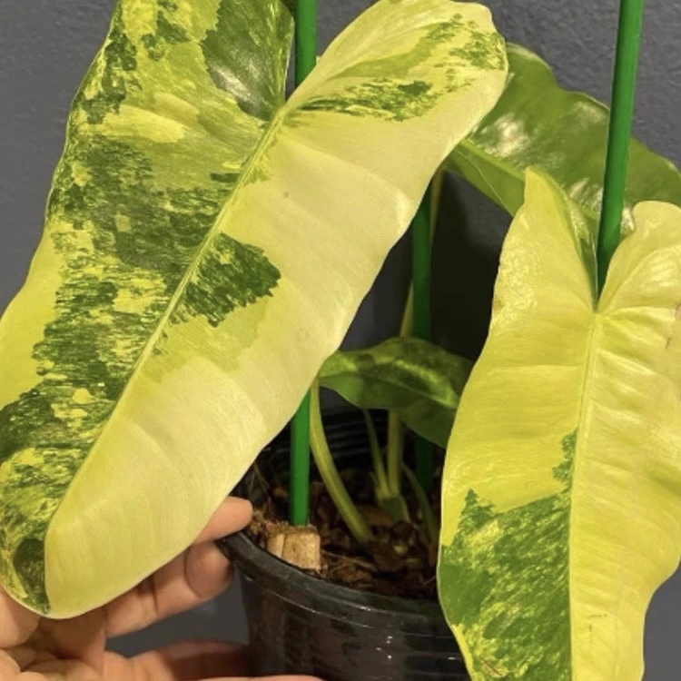 禾木花植园 伯乐锦蔓绿绒ins风网红热植进口绿植盆栽室内观叶植物