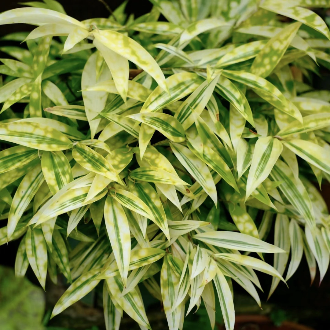 阳光下的星河 星点木盆栽油点木带锦植物星斑竹室内绿植窗台阳台