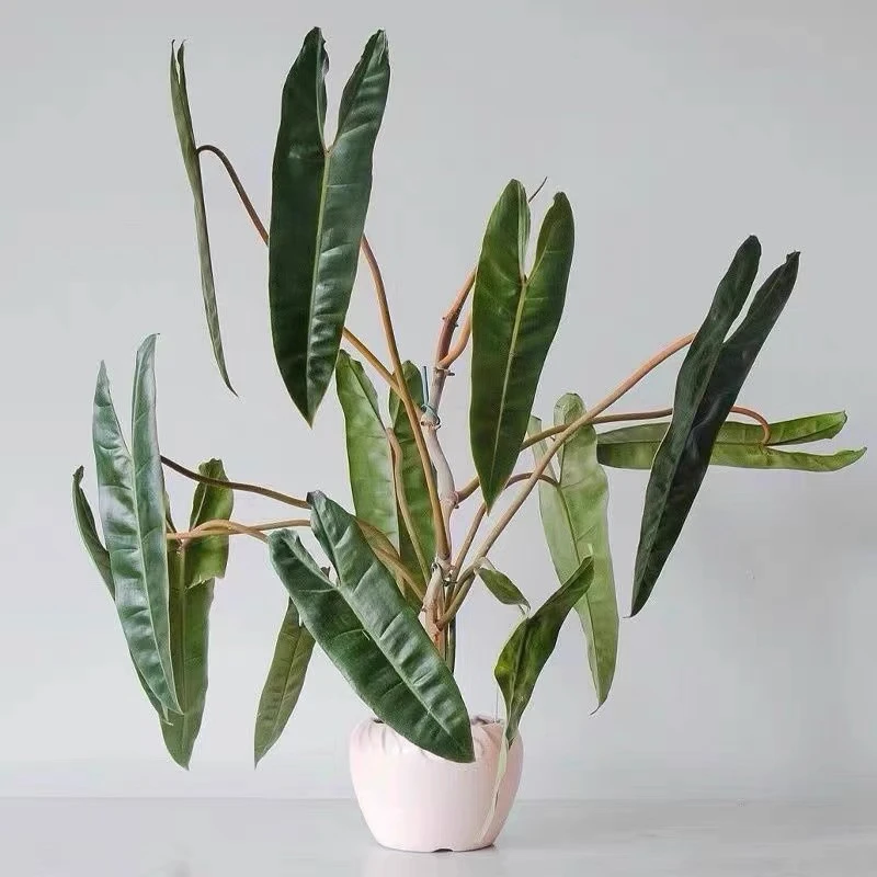 橙柄蔓绿绒热带观叶植物室内客厅耐阴好养趣味植物