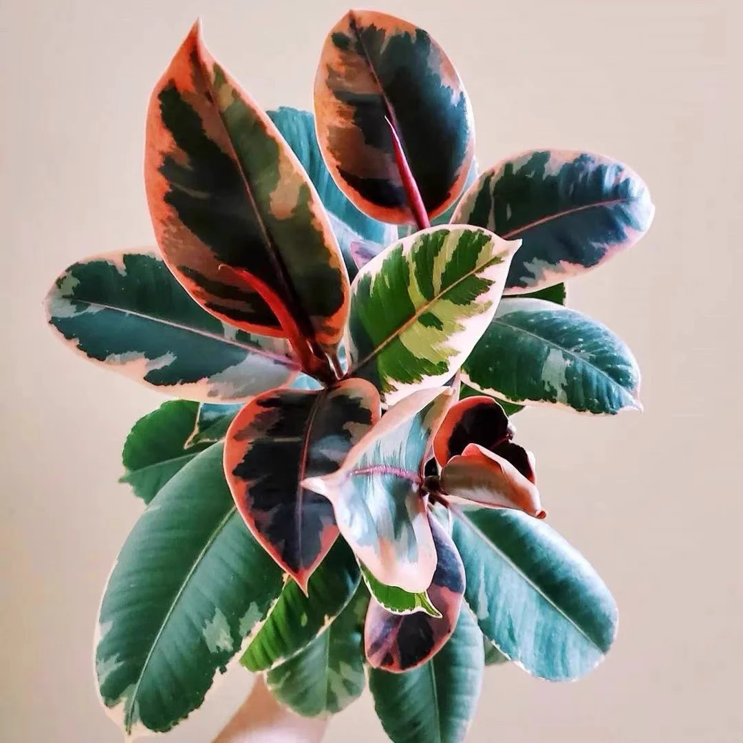 花叶橡皮树雀斑小姐绿金刚好养室内绿植耐荫网红热带植物观叶