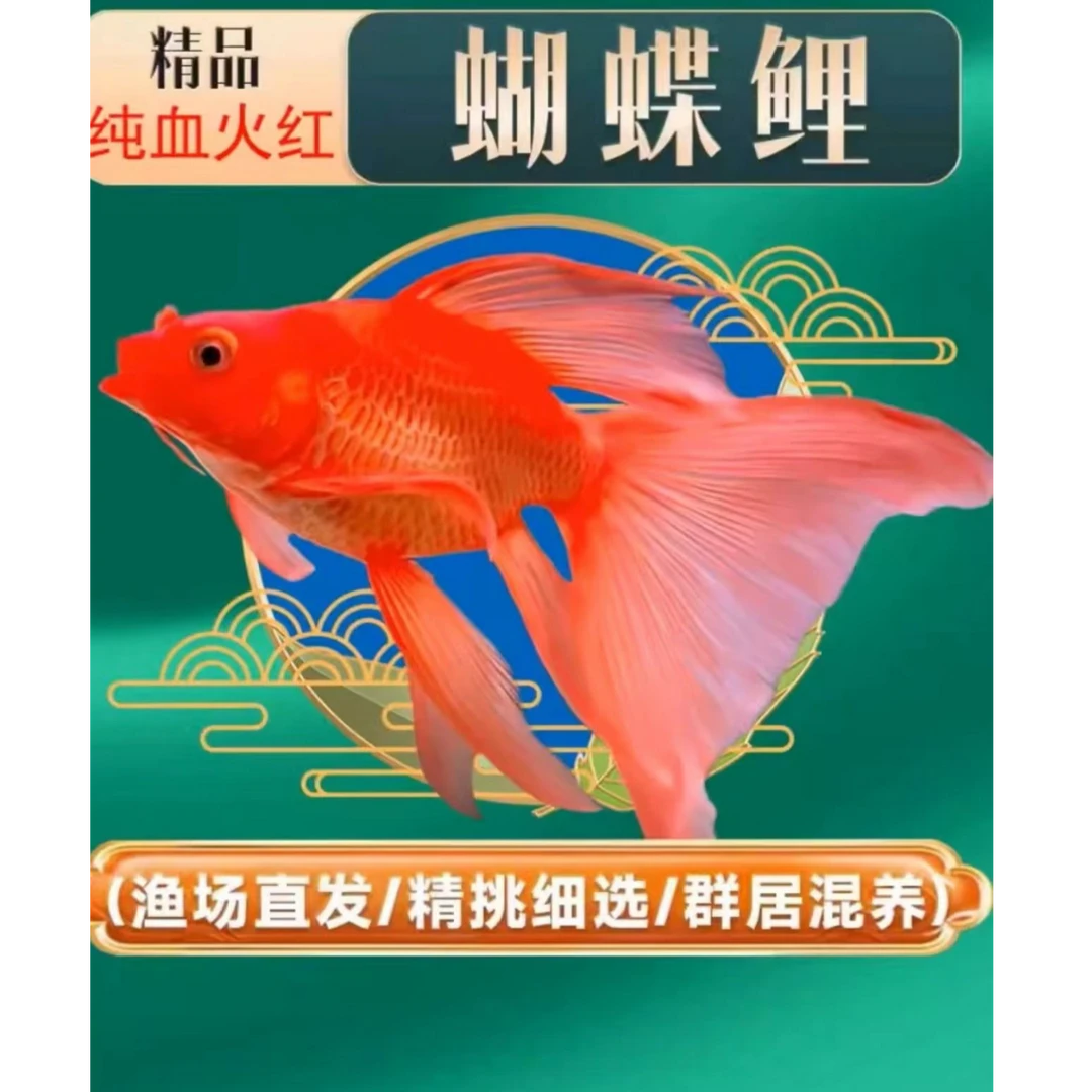蝴蝶鲤鱼18-20红球/短，自家渔场顺丰包邮