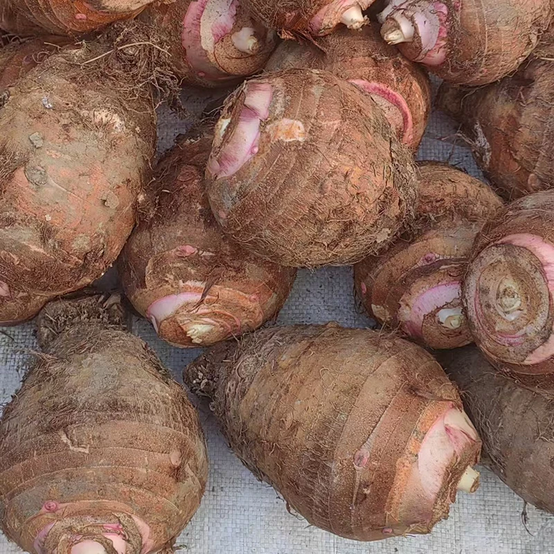 粤北山区韶关南雄红牙芋头农家现挖新鲜红牙芋仔粉糯小芋艿3-5斤