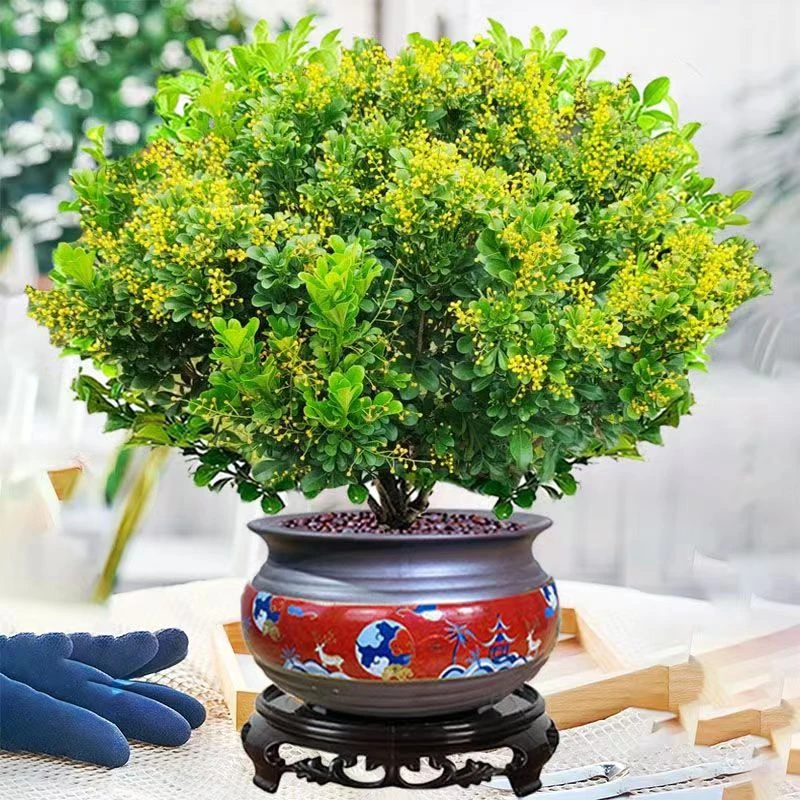 好养浓香型米兰盆栽带花苞四季开花庭院室内花卉老桩盆景驱蚊植物