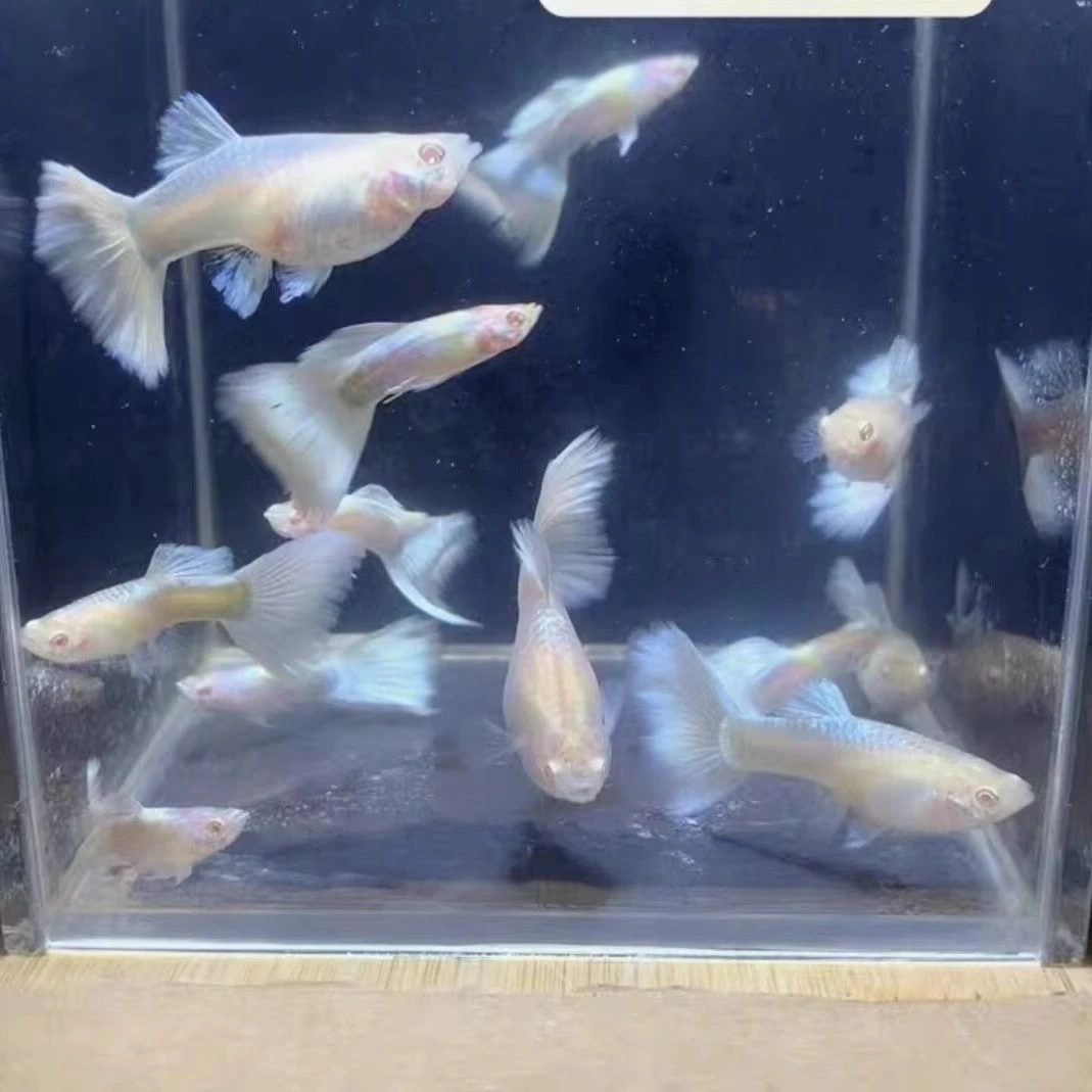 白金礼服孔雀鱼-以直播间为准（签收两小时内无开箱视频不报损）