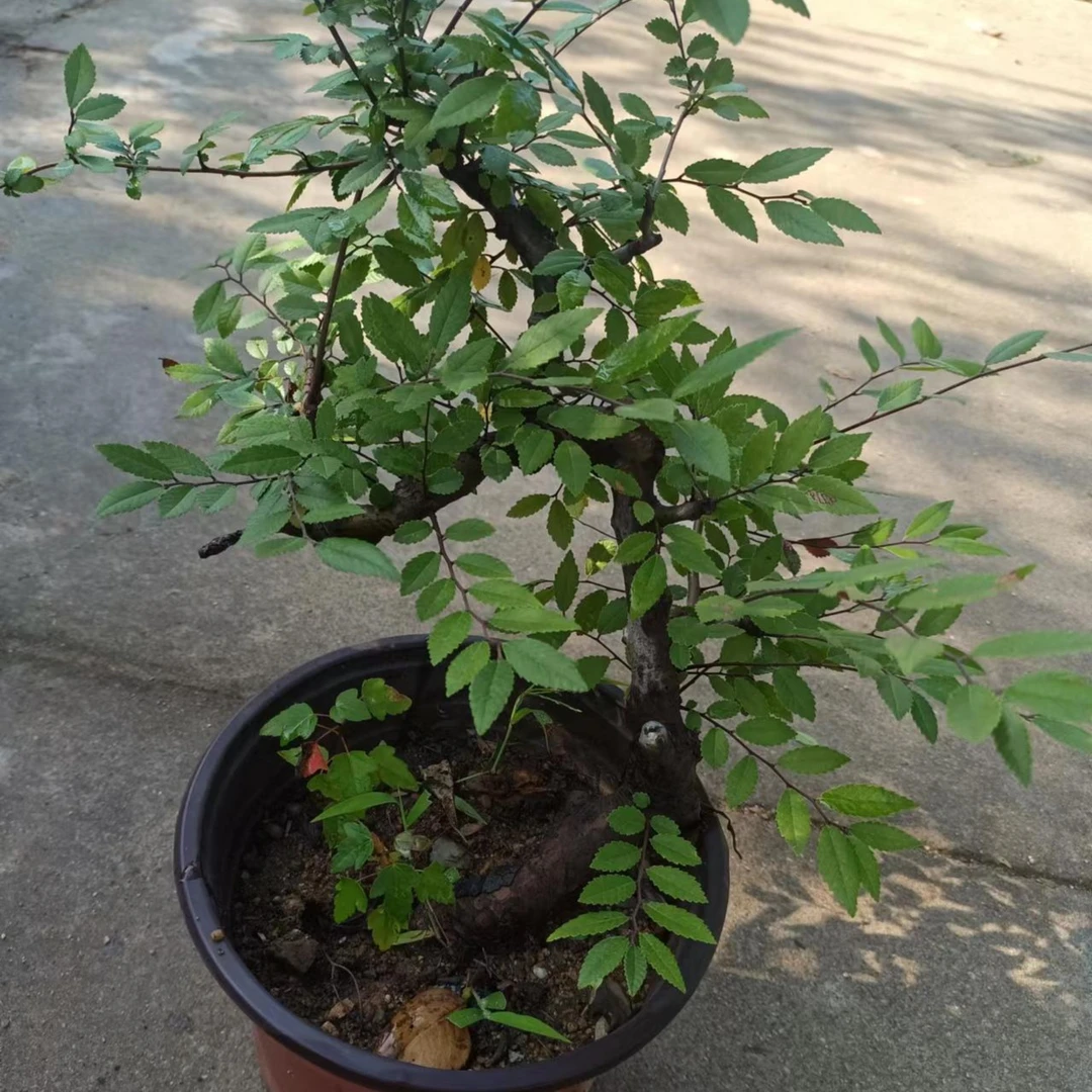 盆景之源小叶榔榆小叶榆地载类