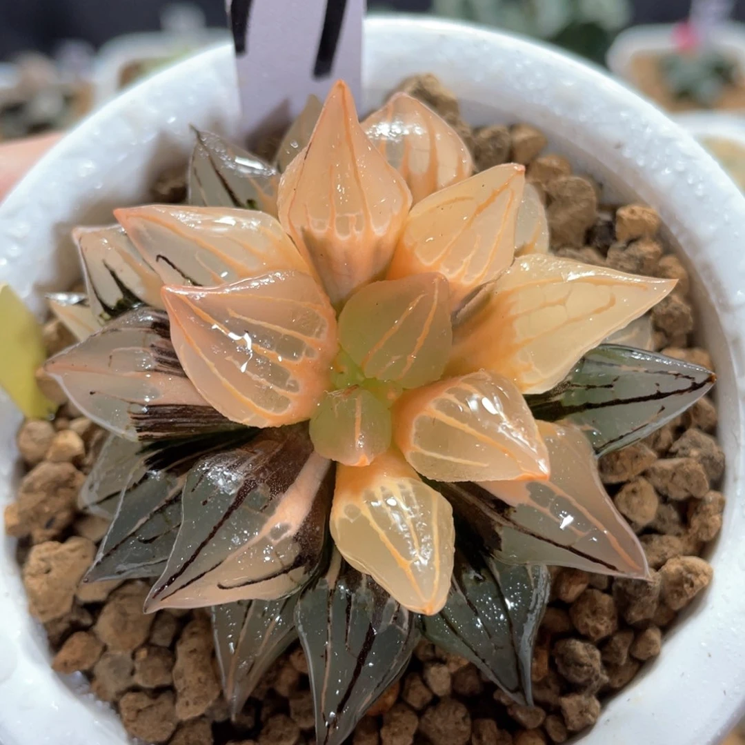 19糊斑西瓜锦。