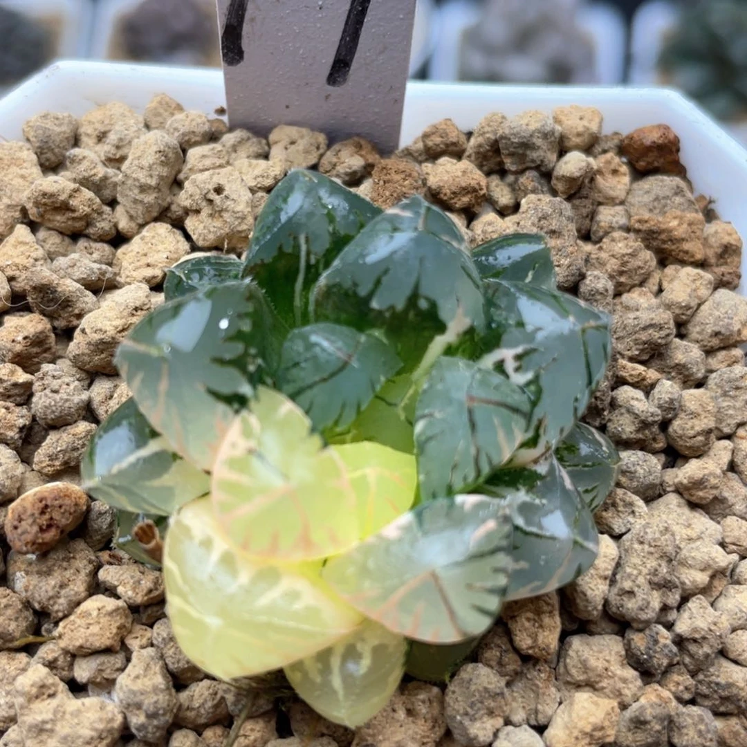 19水晶灯玉露锦十二卷