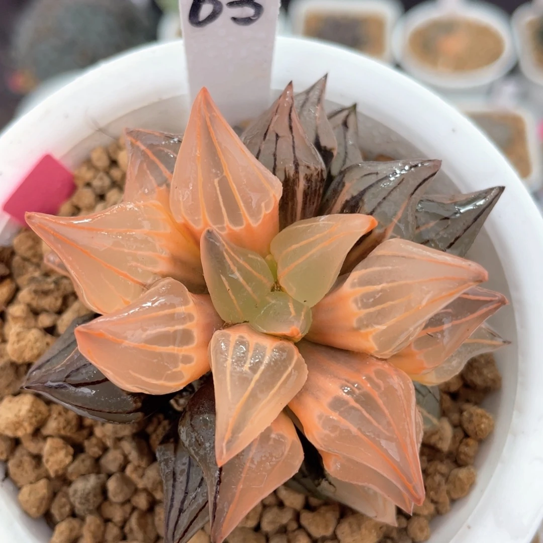 63糊斑西瓜寿锦。