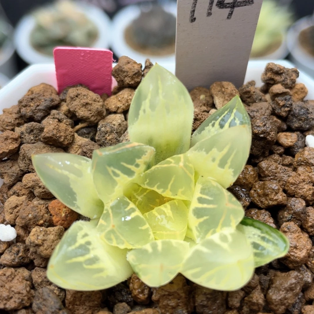 114糊斑花水晶玉露锦