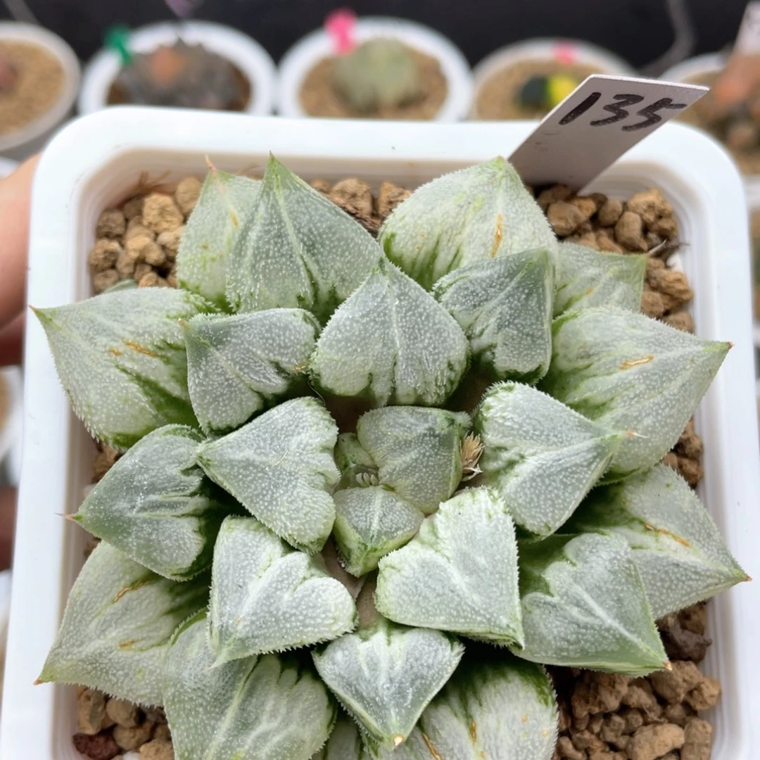 135爱心寿多肉十二卷