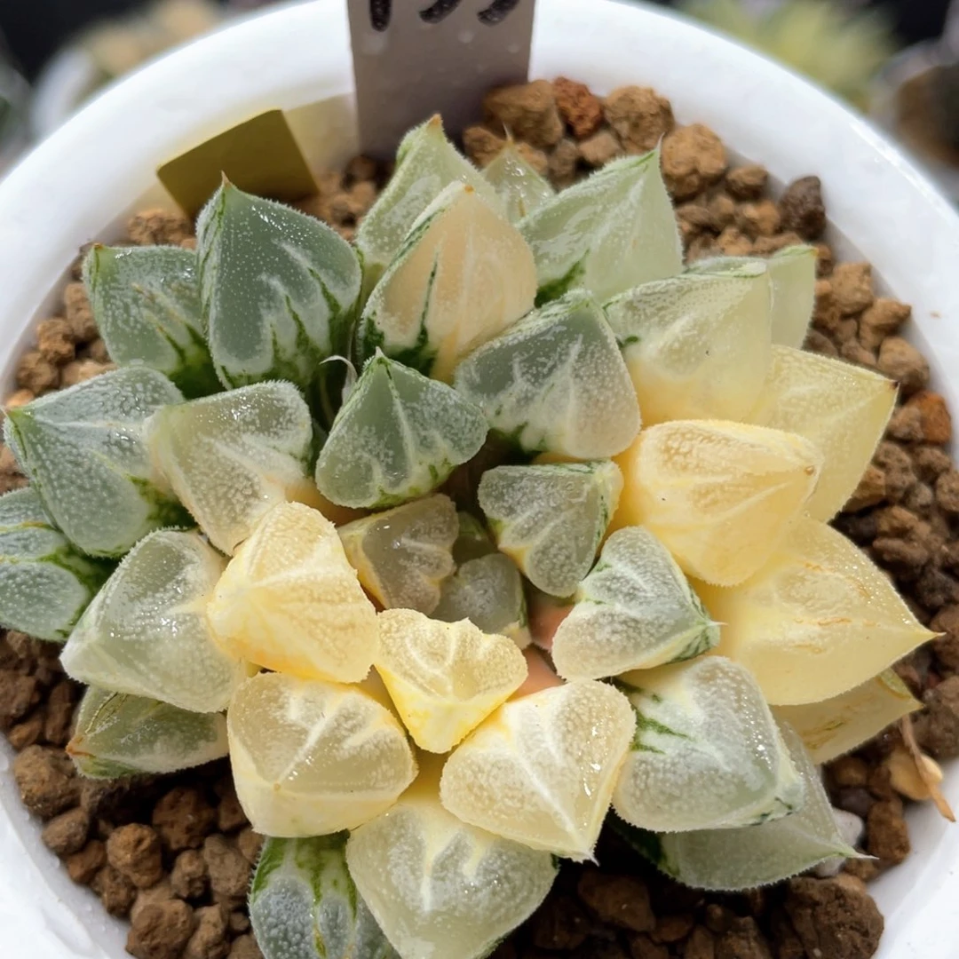 135爱心寿锦十二卷