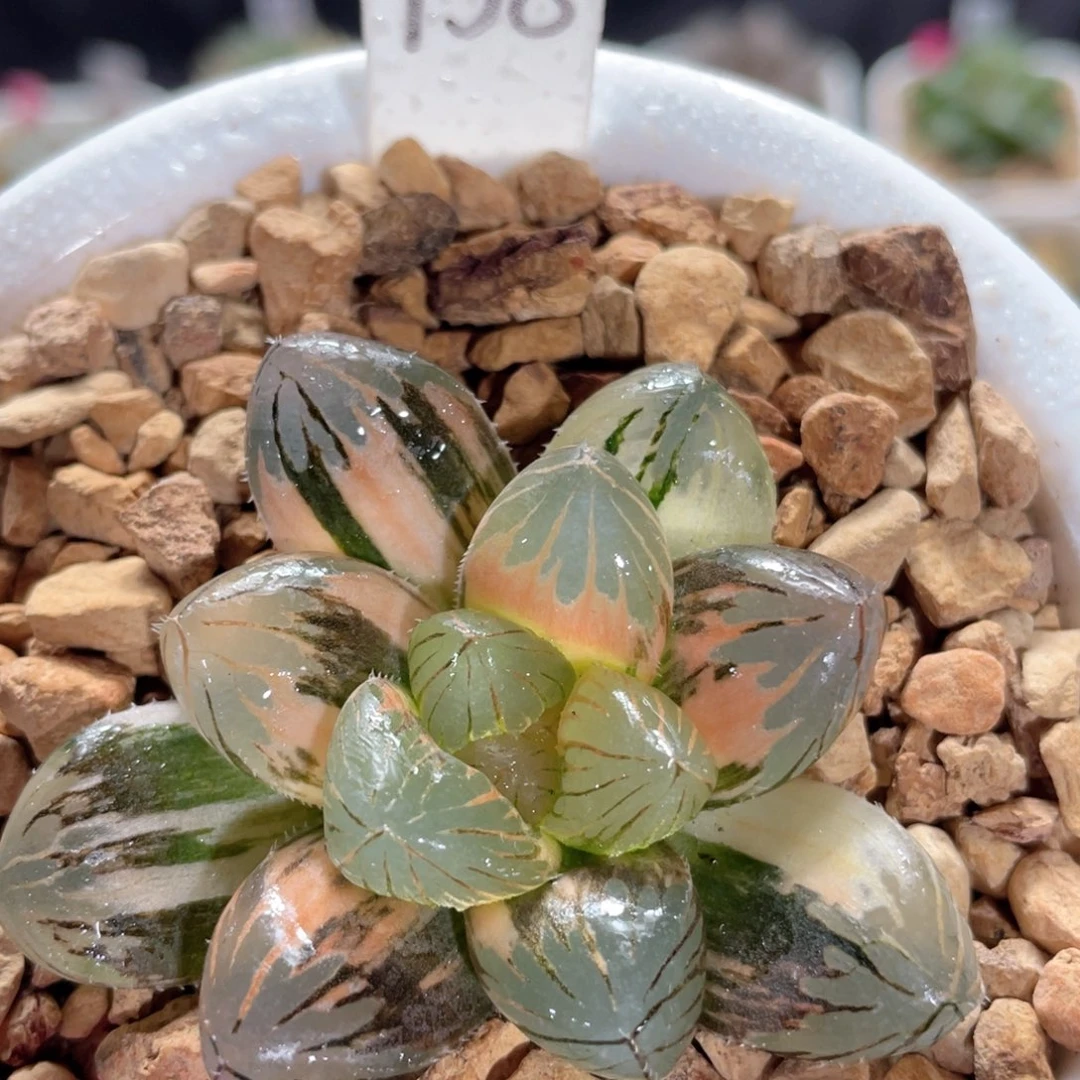 158烈焰之心。     y