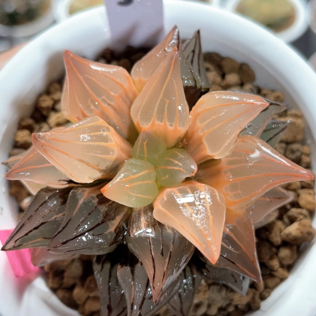 50糊斑西瓜锦。