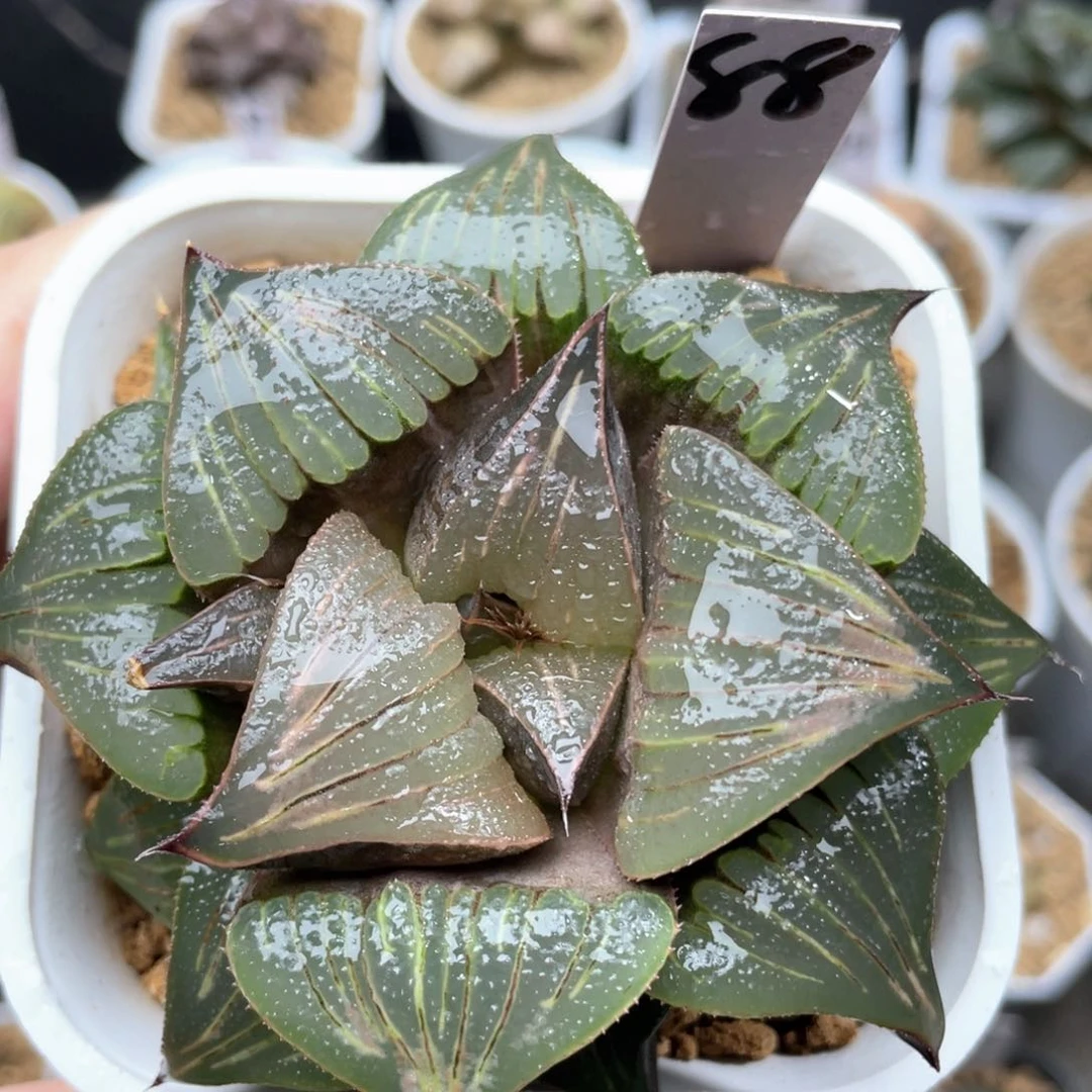 88巨大翠炎十二卷