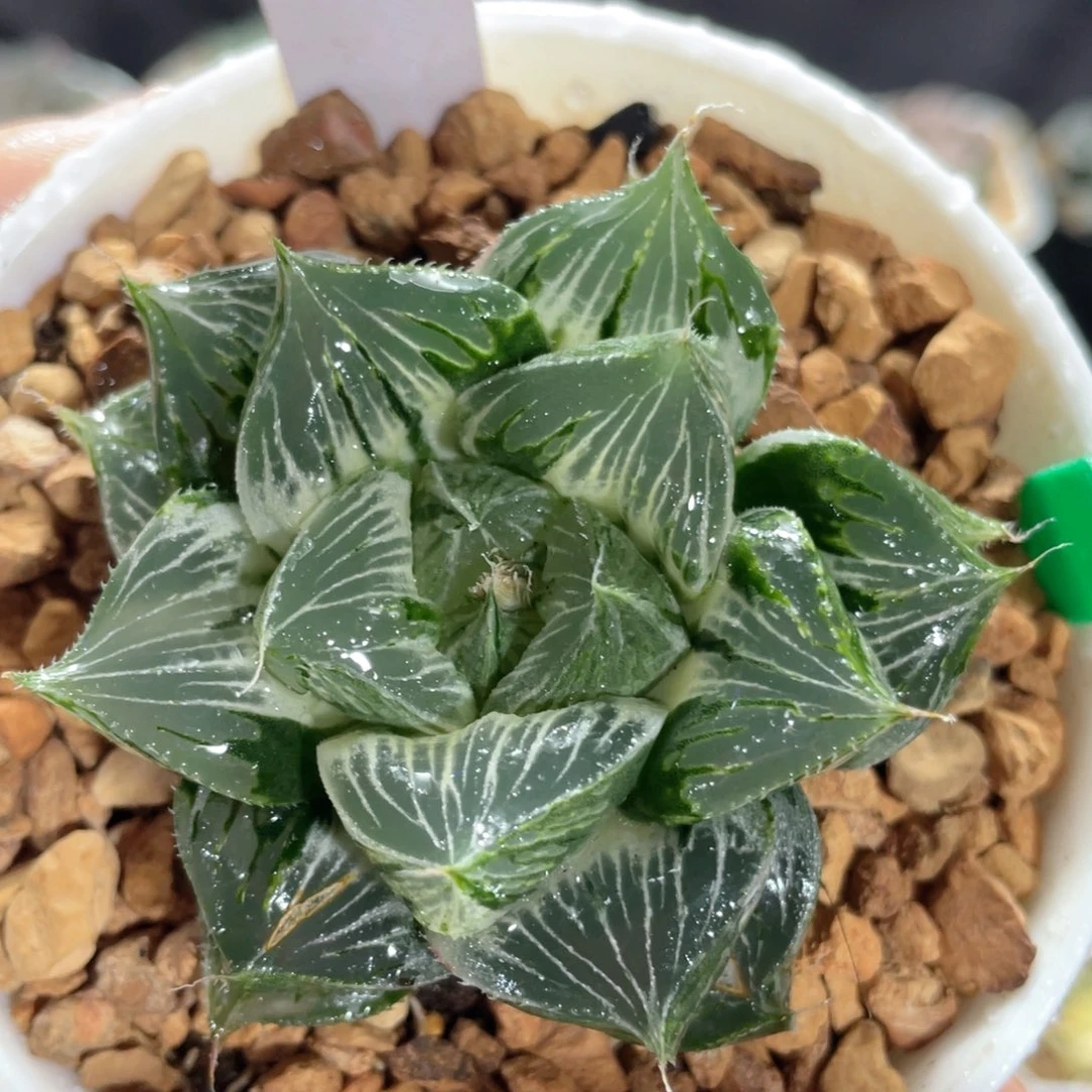 126三仙寿白锦。