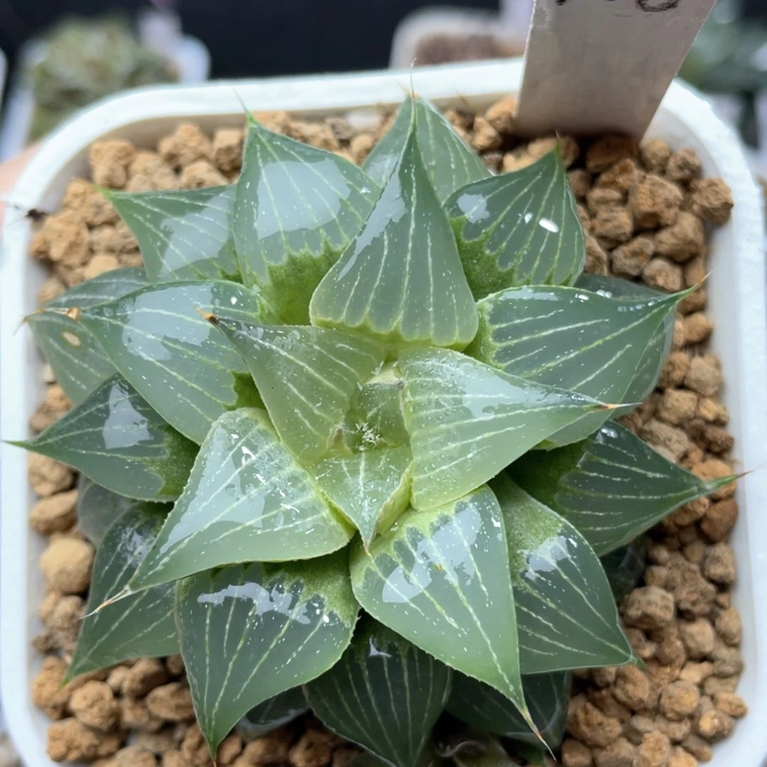 108葫芦寿多肉十二卷