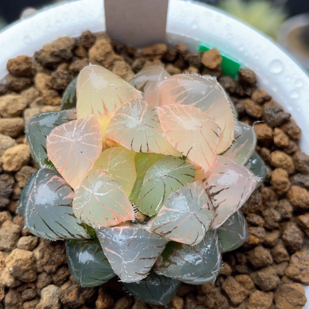 97蓝镜玉露锦十二卷