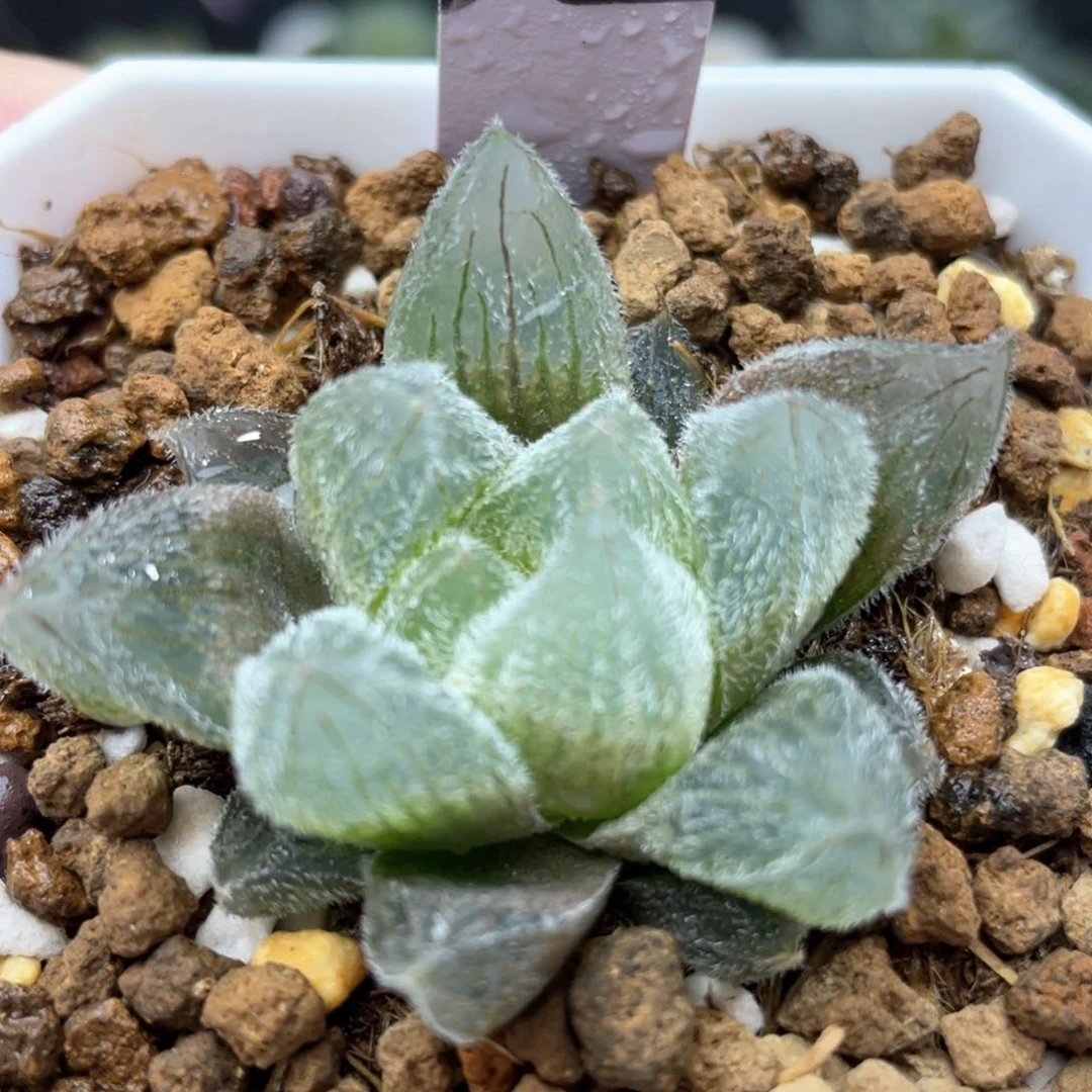 32梦露玉露十二卷
