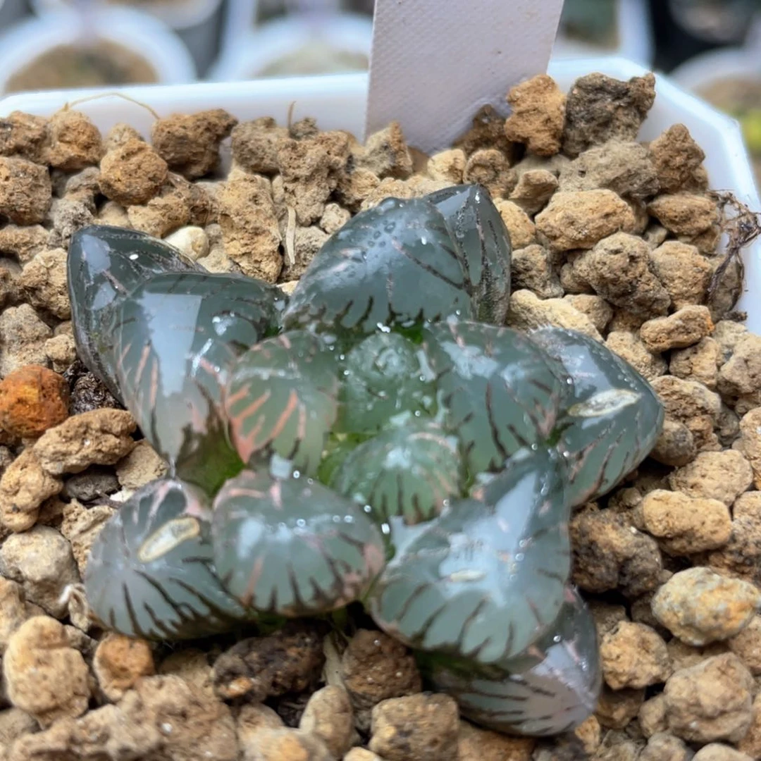 48孔明灯玉露锦十二卷