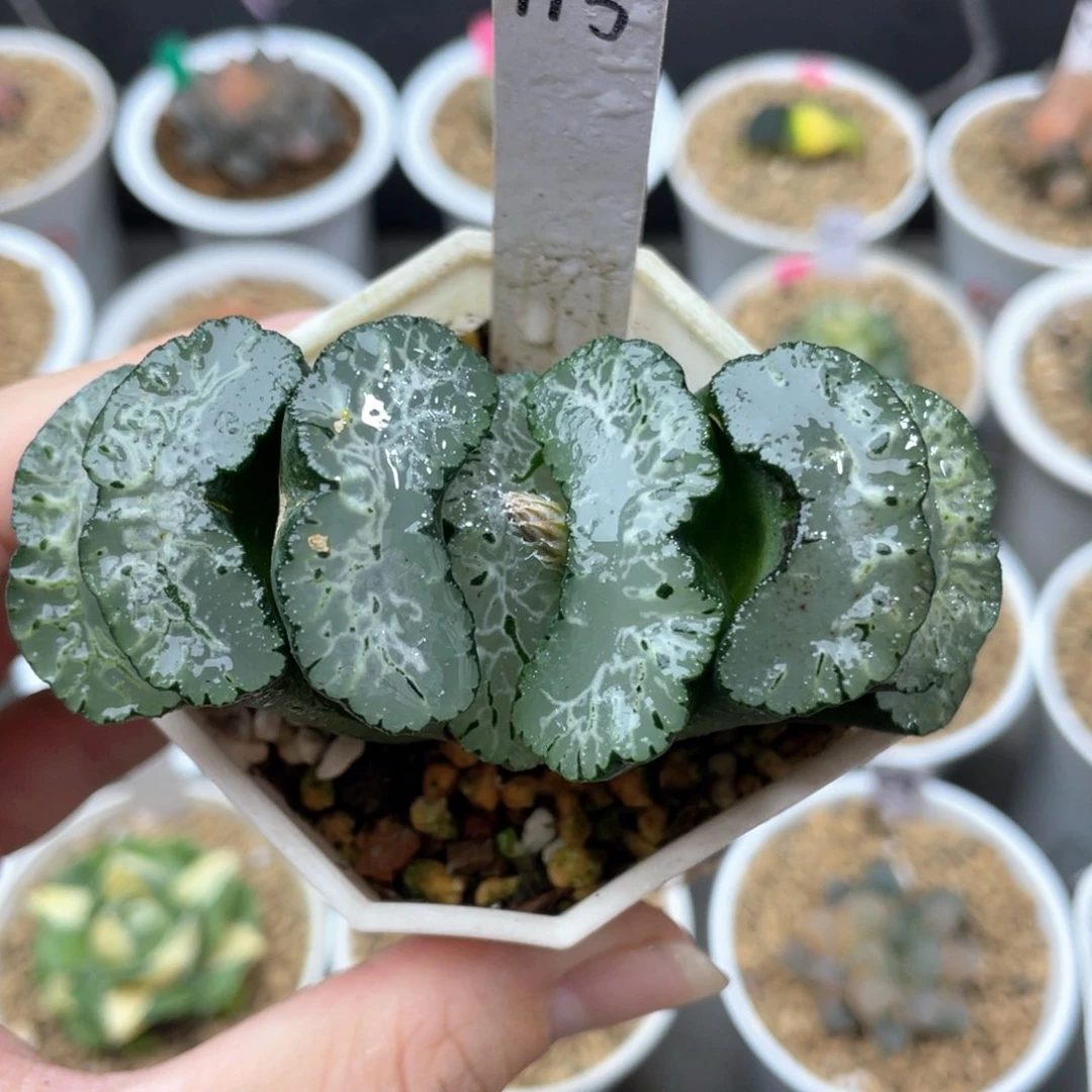 115歌魔玉扇十二卷