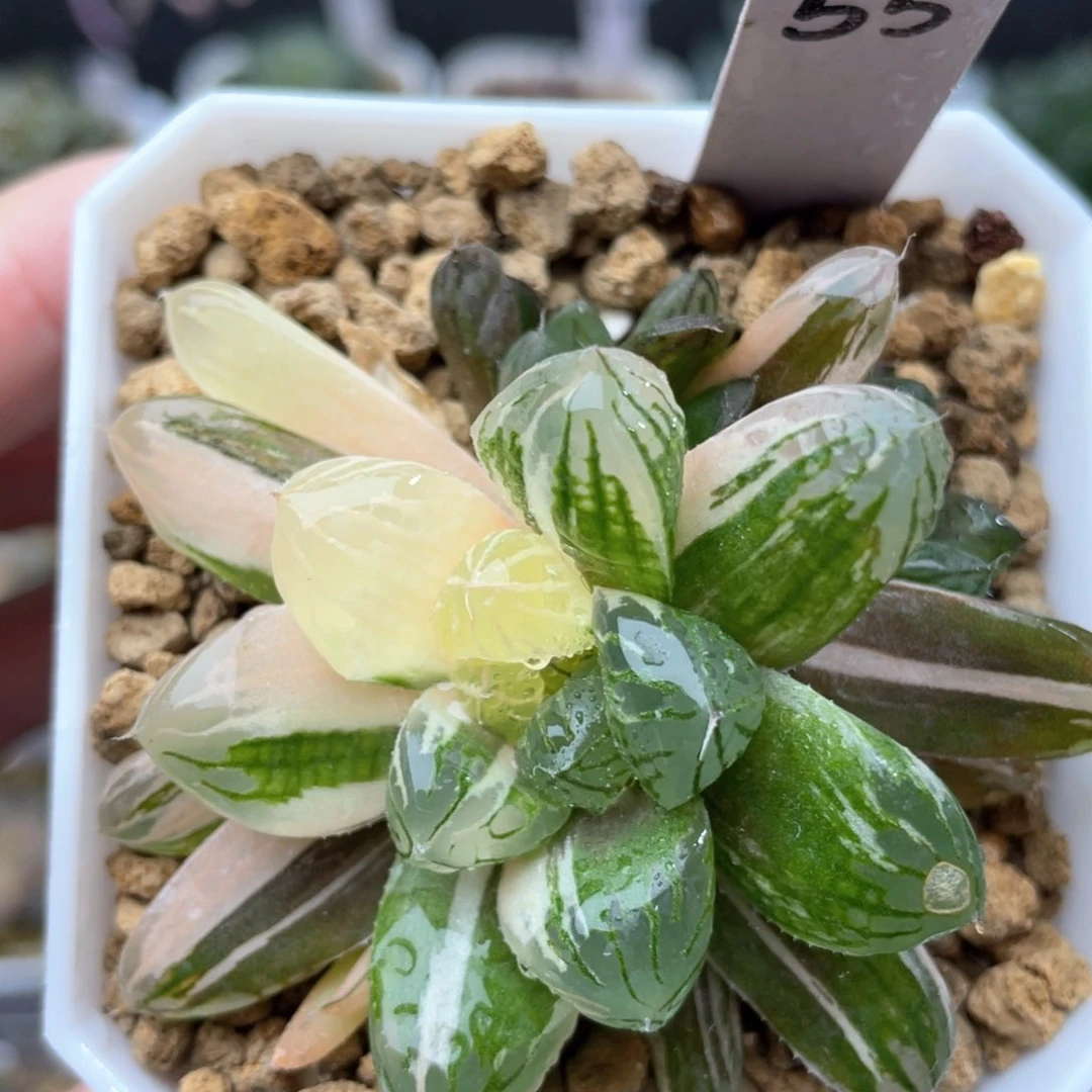 55彩虹玉露锦十二卷