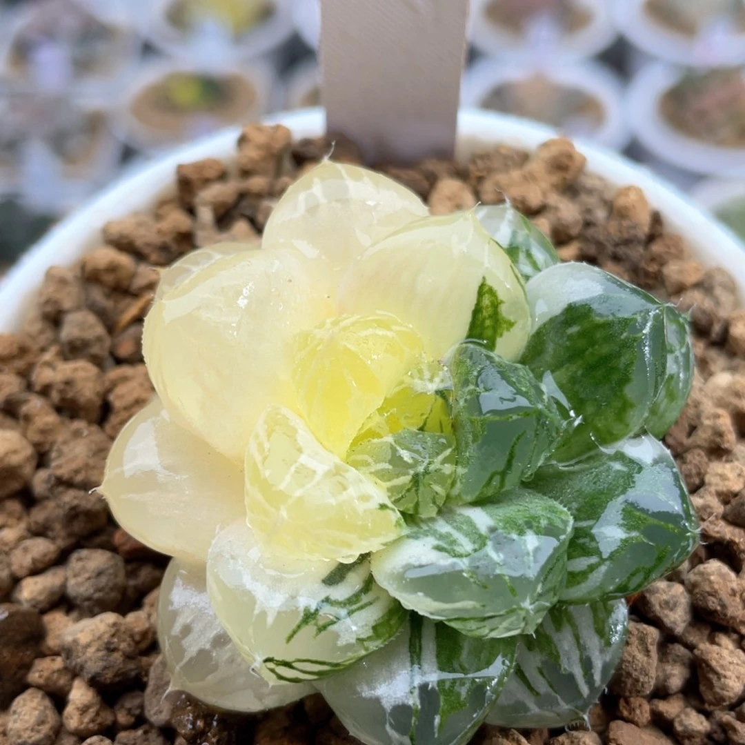 85玛琳玉露锦十二卷