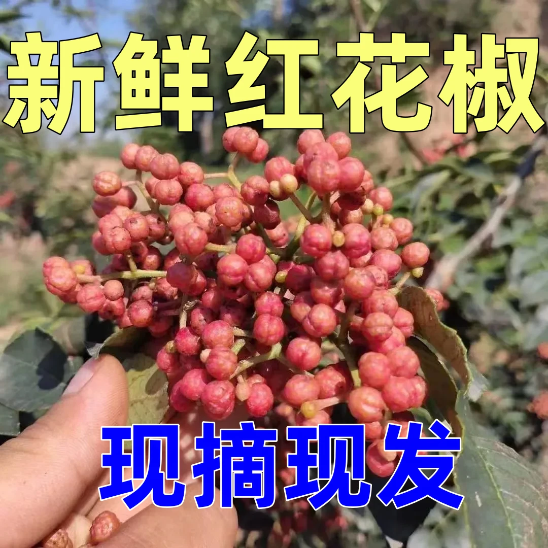 【现摘现发】新鲜大红袍花椒生花椒湿花椒活花椒特麻特香家用麻香