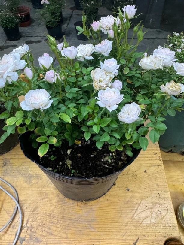 水之阳【玛丽】原盆原土多季节开花微型月季中苗