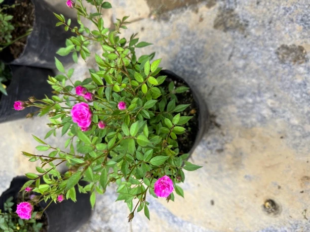 水之阳【紫咲】原盆原土多头花期长小花微型月季中苗