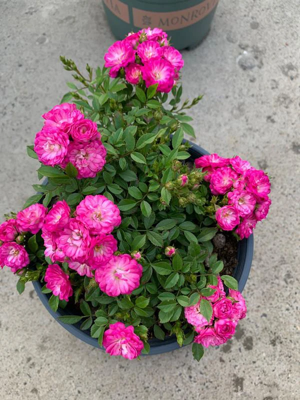 水之阳【紫红微月】原盆原土阳台庭院栽培紫红色多头微月中苗