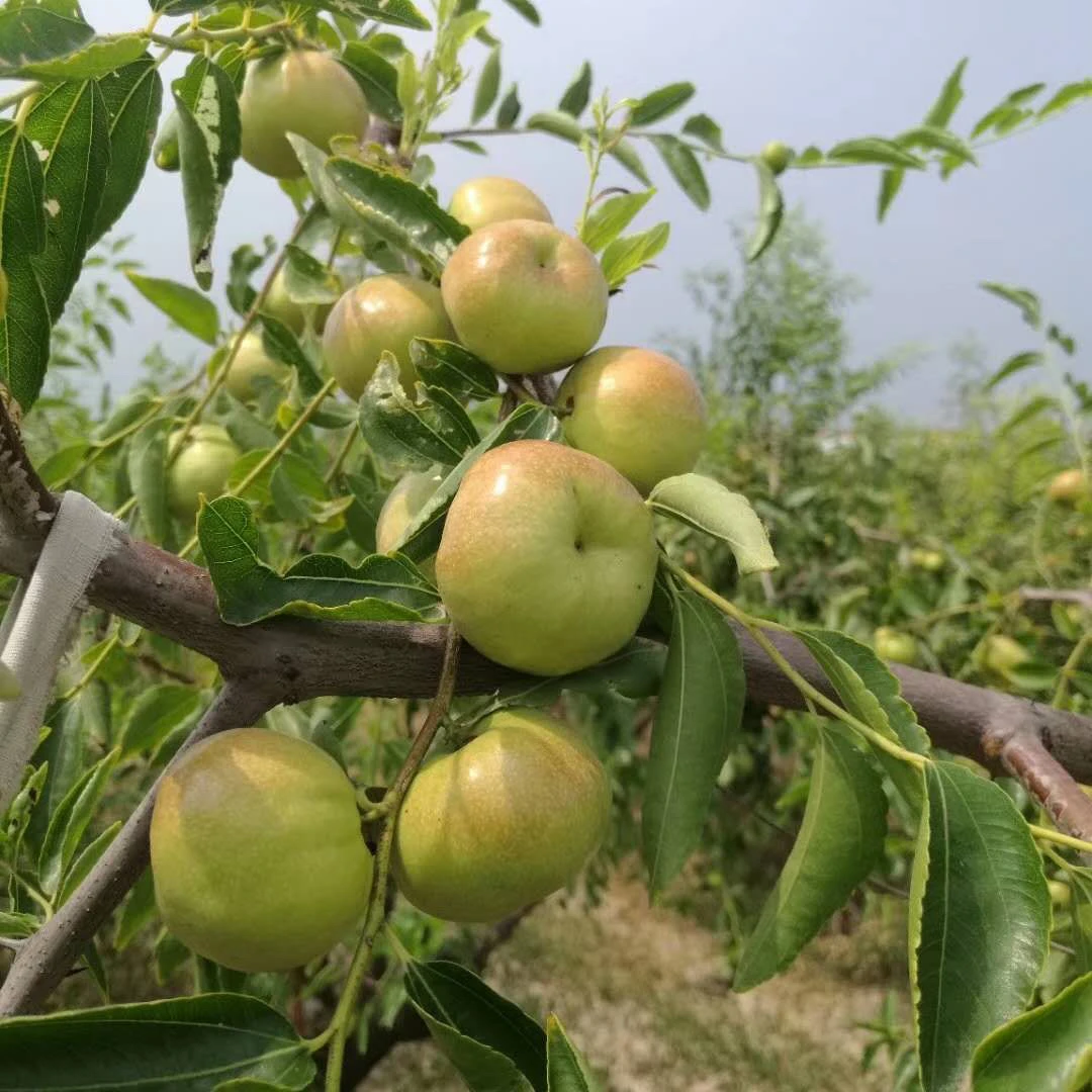 正宗蟠枣树苗南北方栽种阳台庭院地栽盆栽苗北方庭院耐寒树苗