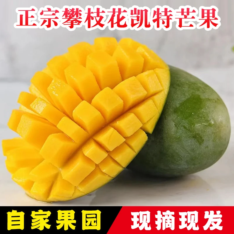 【攀枝花凯特芒】放软食用大果香甜新鲜采摘酸甜优质多汁优质精选