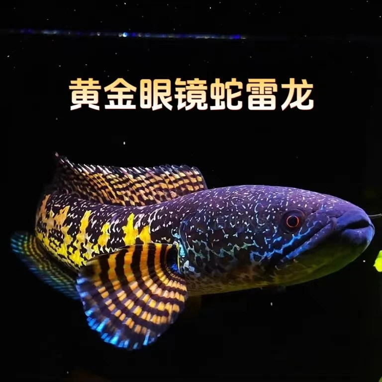 黄金眼镜蛇雷龙鬼王雷龙火背巧克力血斑一型热带鱼大型鱼奶茶雷龙