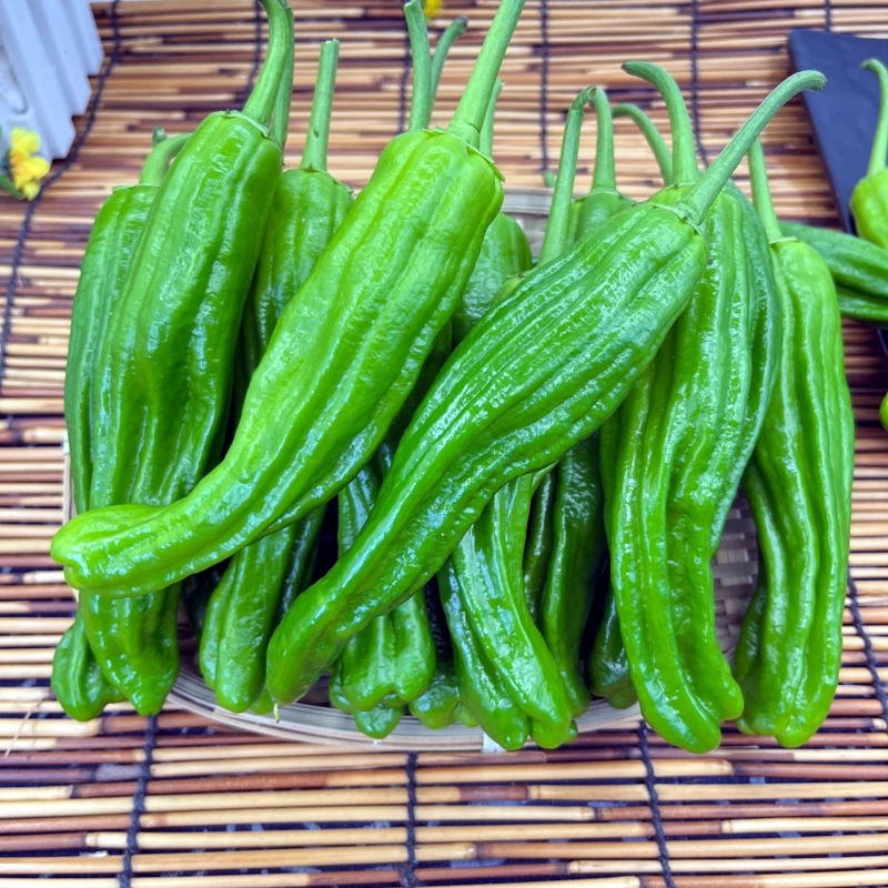 湖北土特产农家自种3斤/5斤包邮现摘新鲜蔬菜微辣辣椒薄皮青椒
