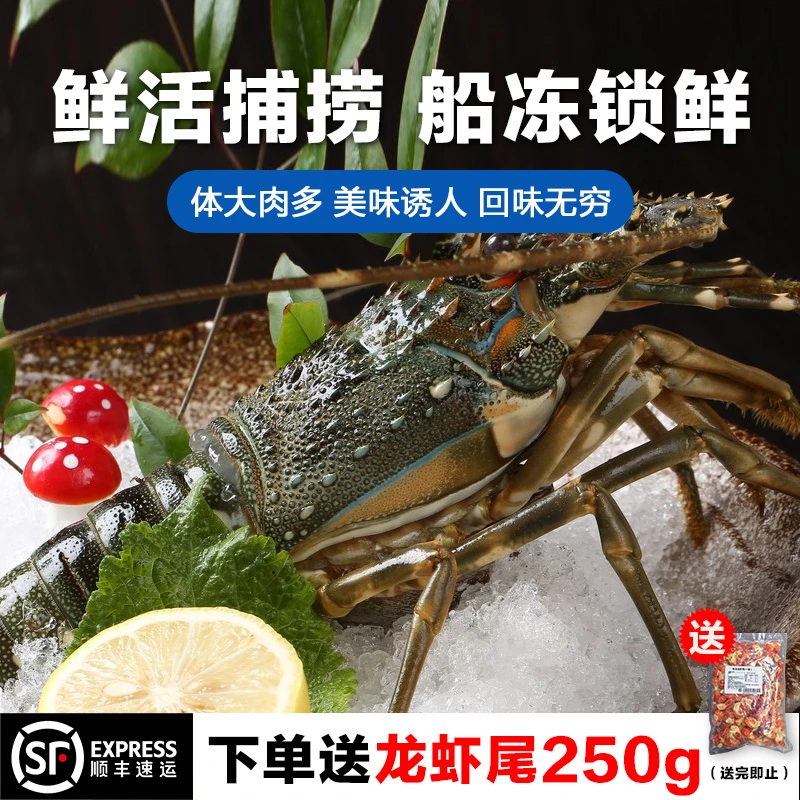 海泽鲜尝鲜价 活冻鲜美小青龙虾 冰鲜冷冻花龙虾澳洲大花龙速冷冻