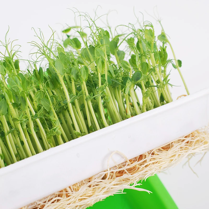 芽苗菜麻豌豆种子水培豌豆苗菜蔬菜种四季种植干豌豆无土栽培种子