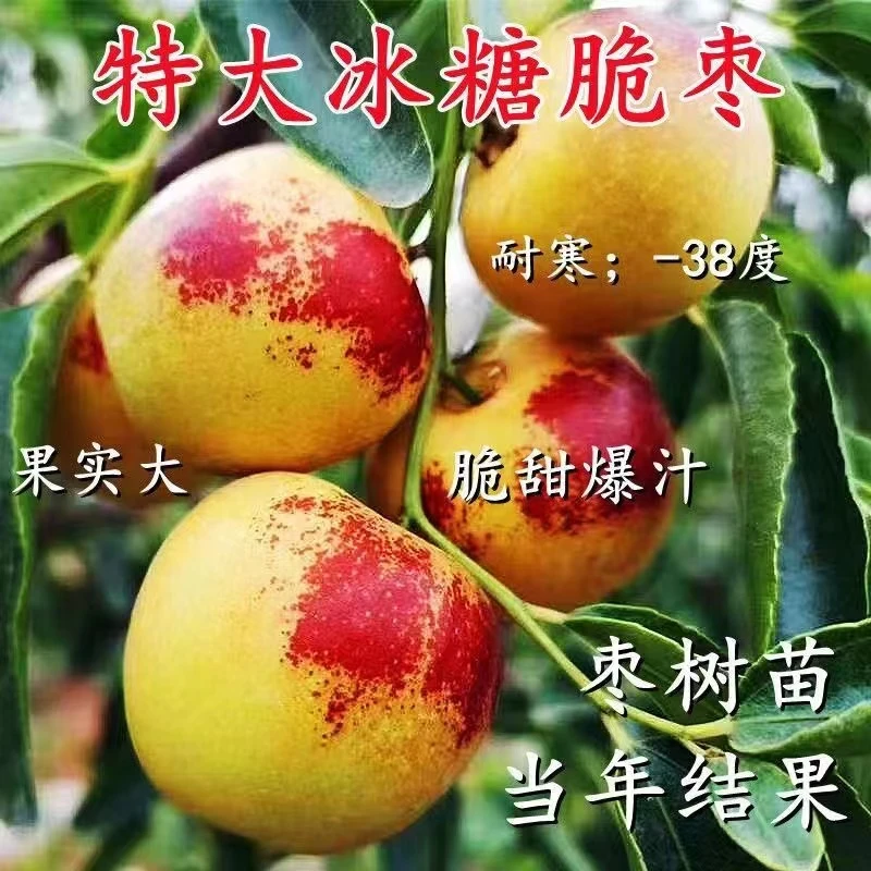 脆甜冬枣树苗嫁接冬枣苗盆栽地栽南北方种植基地直发果树苗